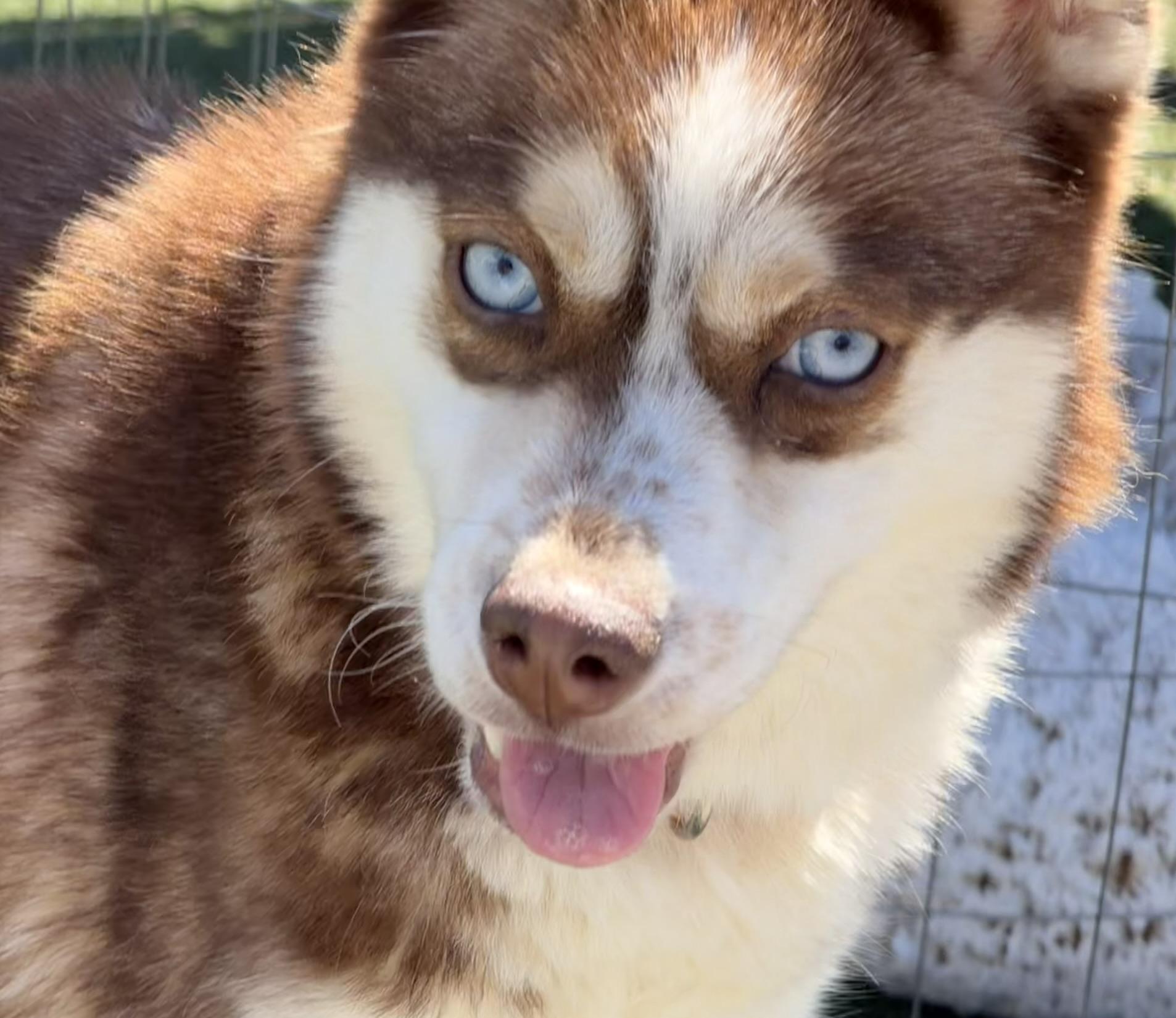 Enlarge Lou, an adopted mixed breed in Owensboro, KY image 3/6