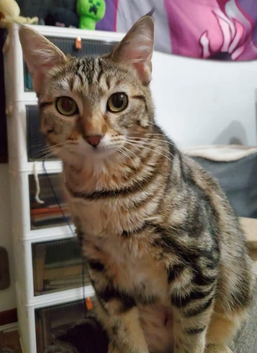 Sully, Adoptable, Adult Male Domestic Short Hair.