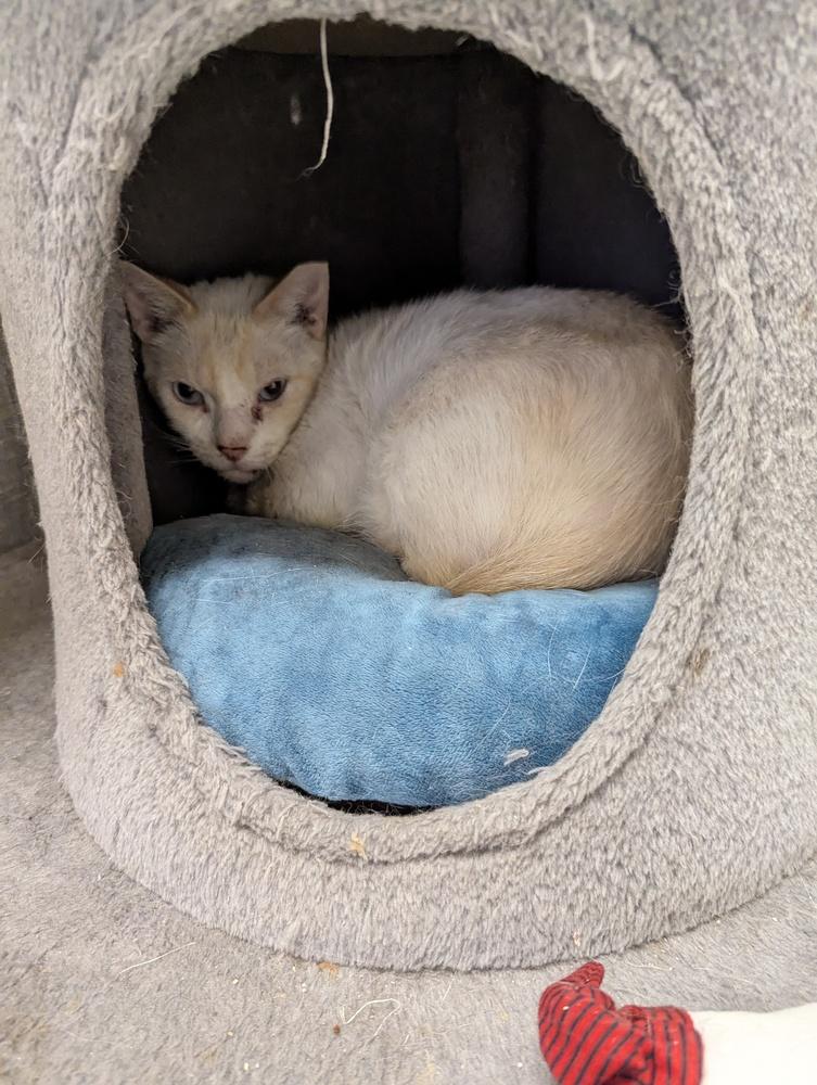 Enlarge Stubbs, a Adoptable Domestic Short Hair in Fort Walton Beach, FL image 1/1