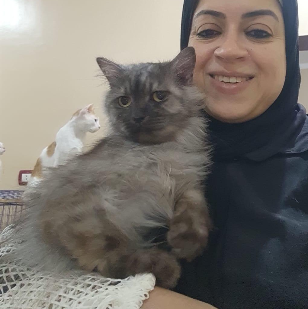 Enlarge Sterling, a Adoptable mixed breed in Brampton, ON image 3/6