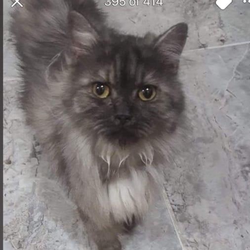 Sterling, Adult Male unknown