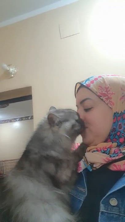 Enlarge Sterling, a Adoptable mixed breed in Brampton, ON video 2/6