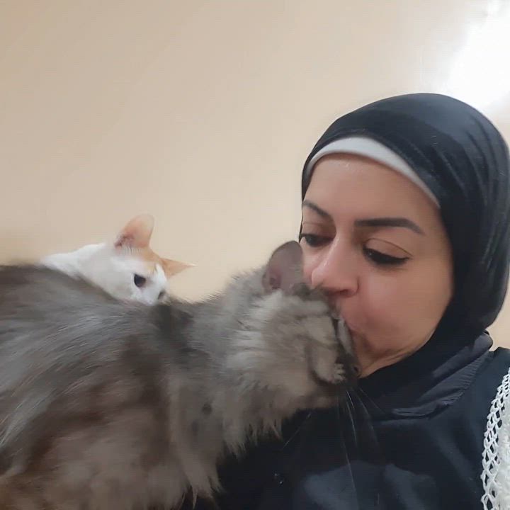 Enlarge Sterling, a Adoptable mixed breed in Brampton, ON video 4/6