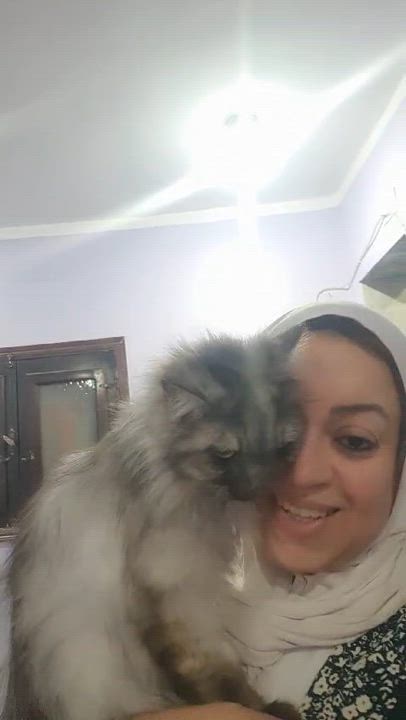 Enlarge Sterling, a Adoptable mixed breed in Brampton, ON video 5/6