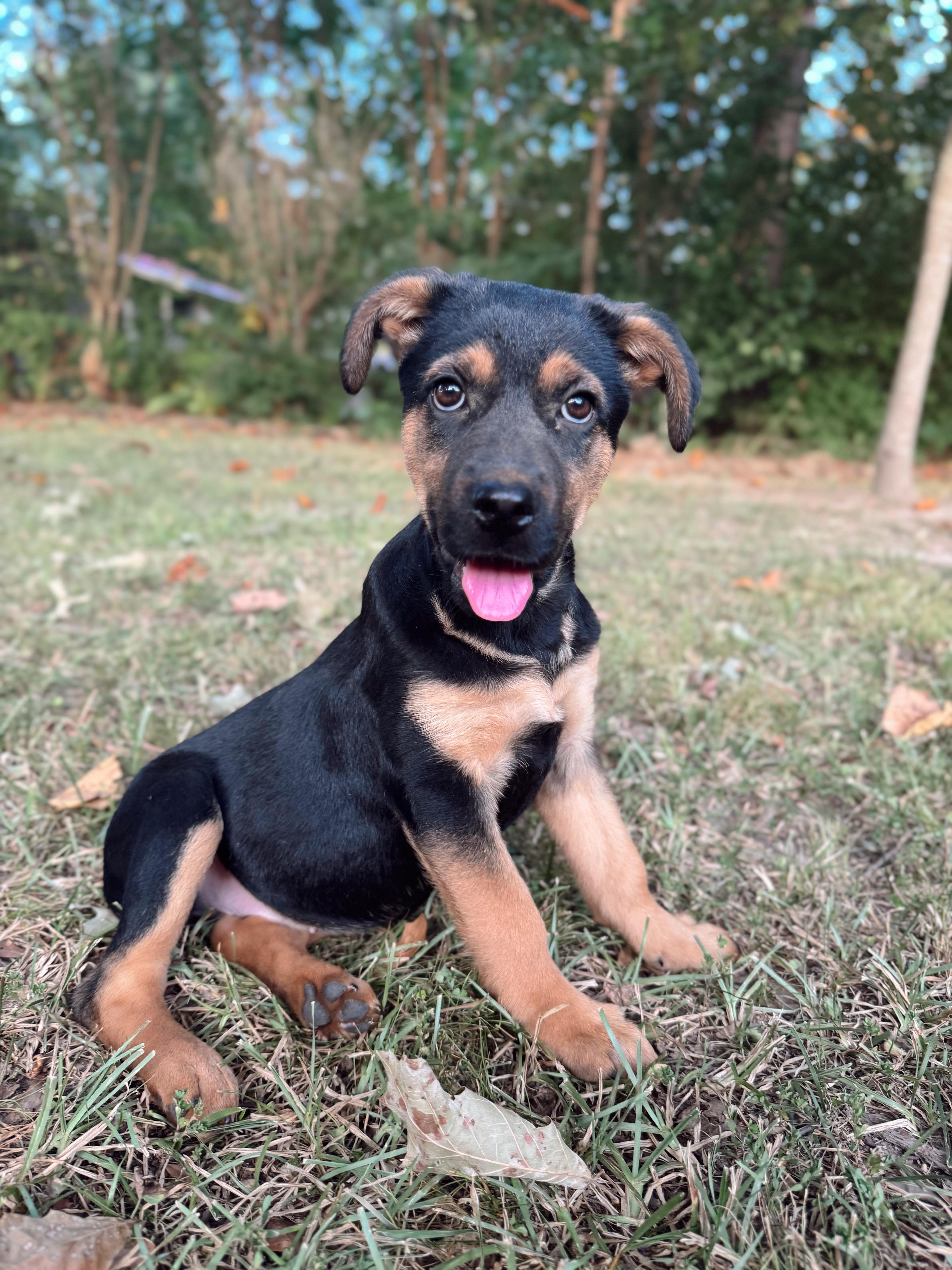 Kenzi