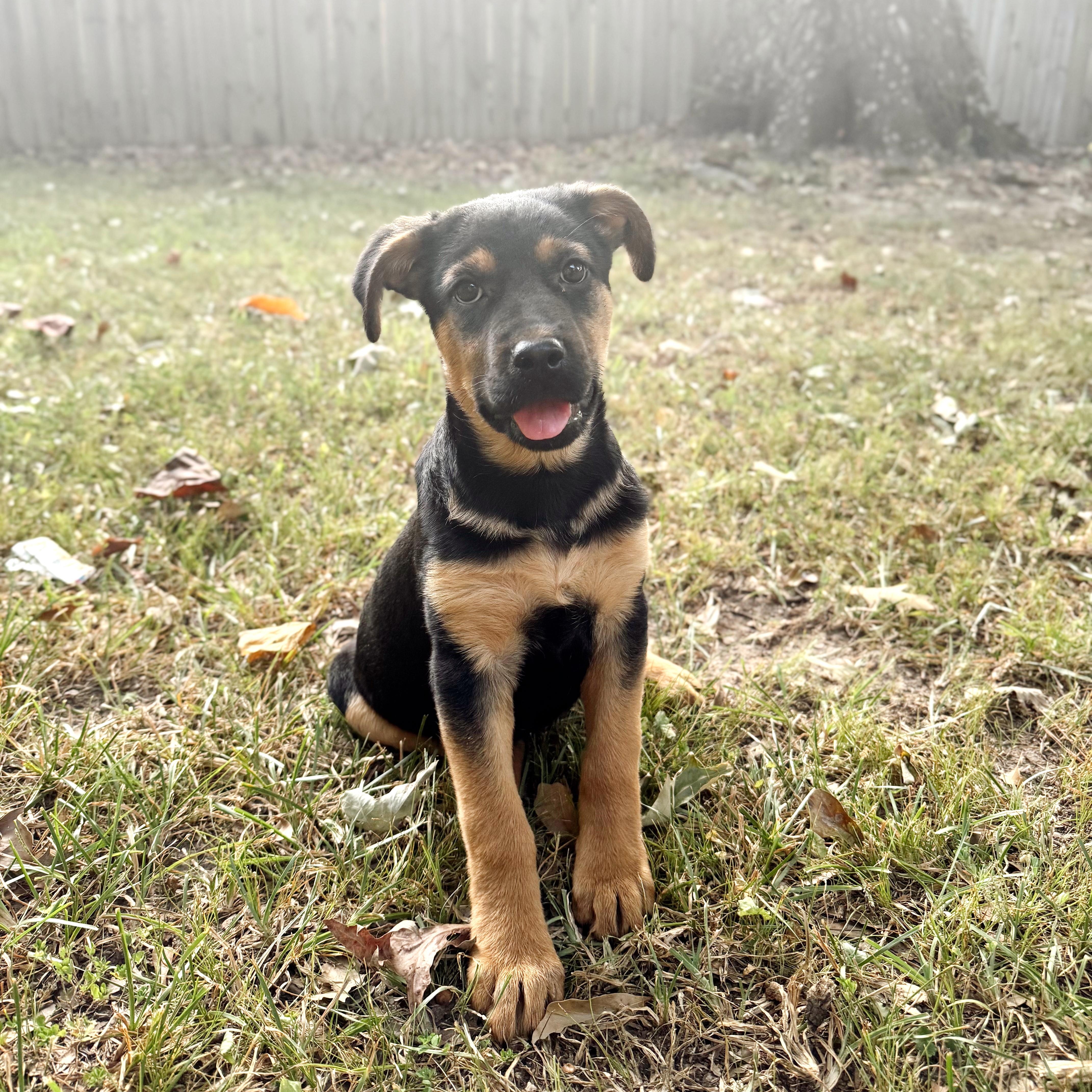 Kenzi