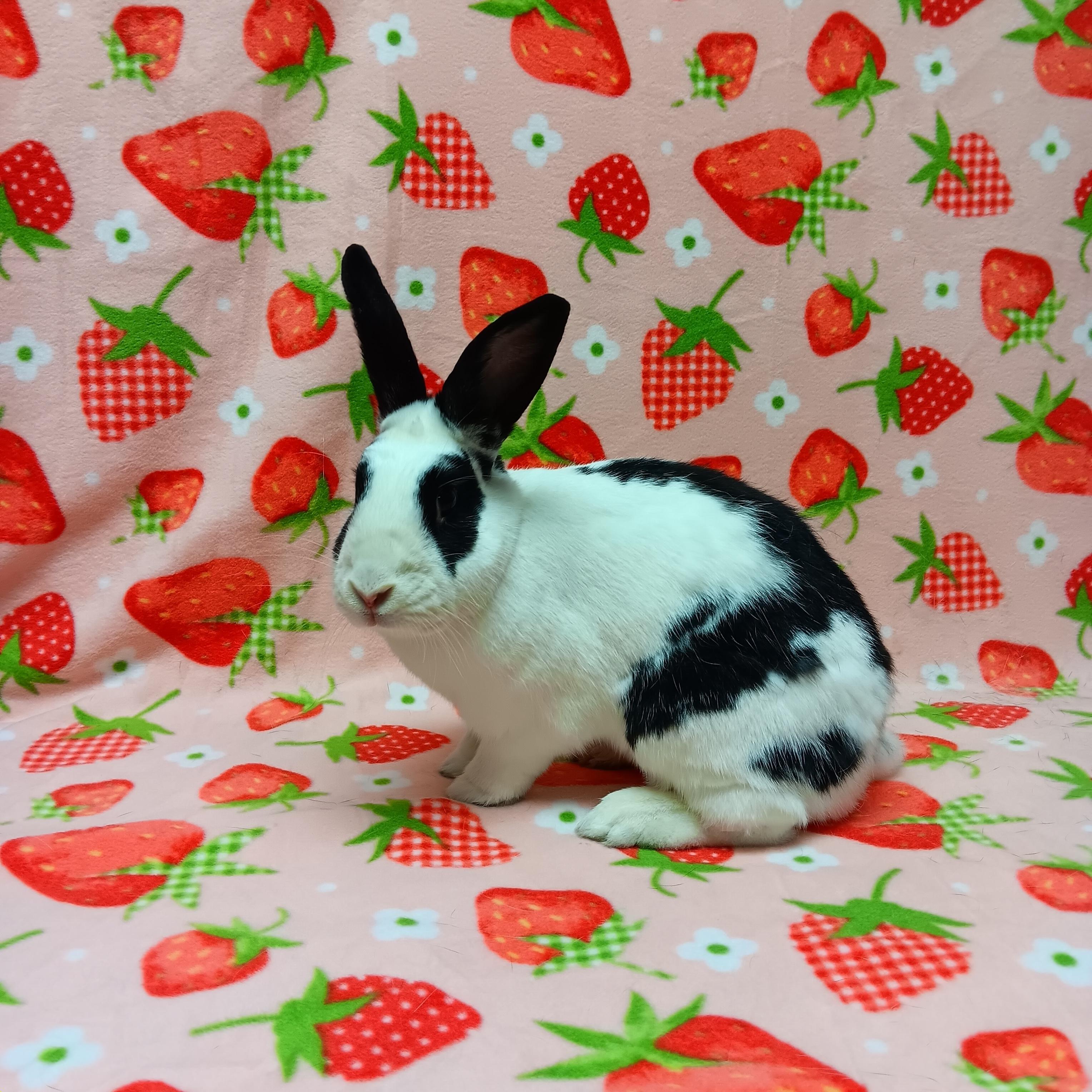 Dawn, Adoptable, Adult Female Bunny Rabbit.