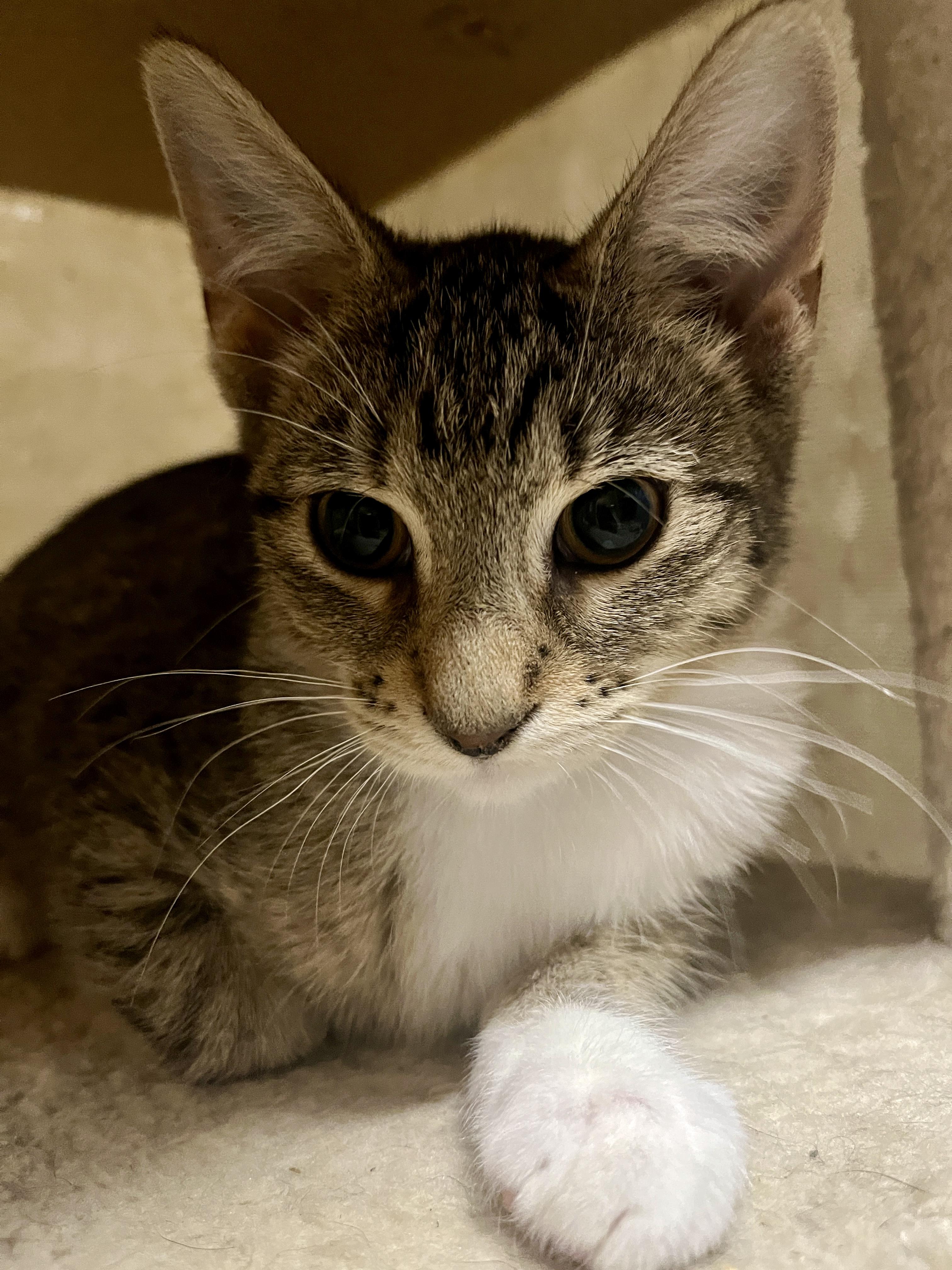 Enlarge Moxie, a Adoptable Tabby in Kentwood, MI image 6/6