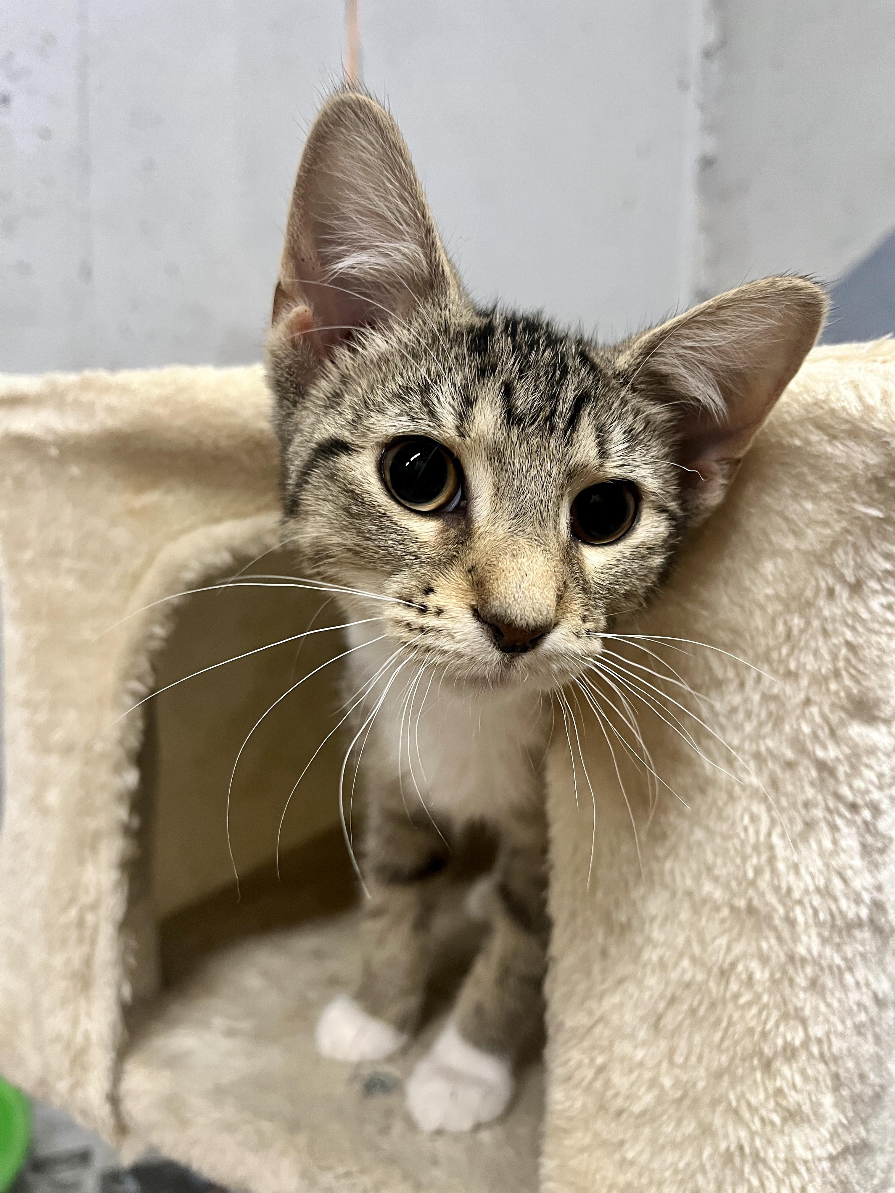 Enlarge Moxie, a Adoptable Tabby in Kentwood, MI image 1/6