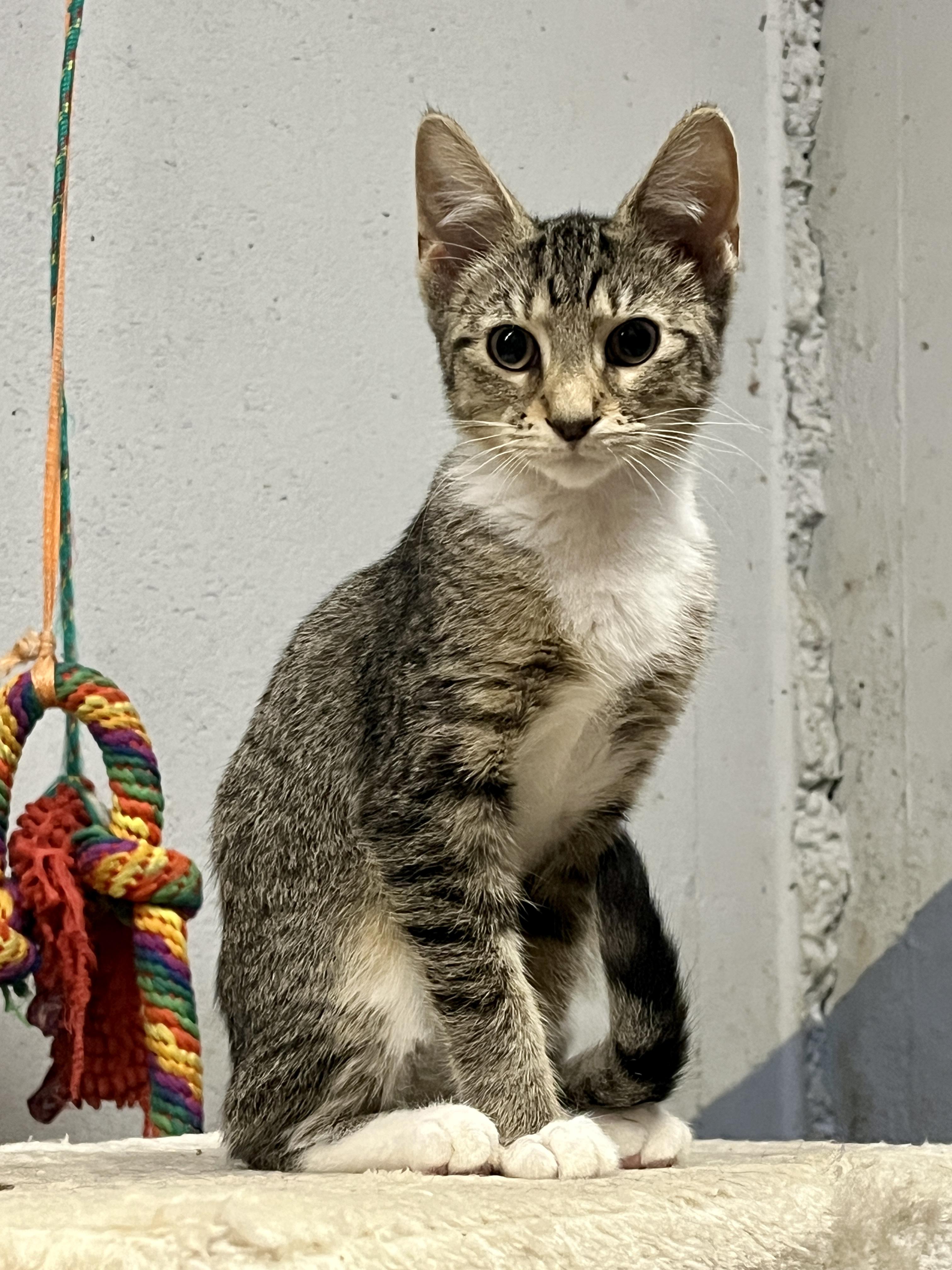 Enlarge Moxie, a Adoptable Tabby in Kentwood, MI image 2/6