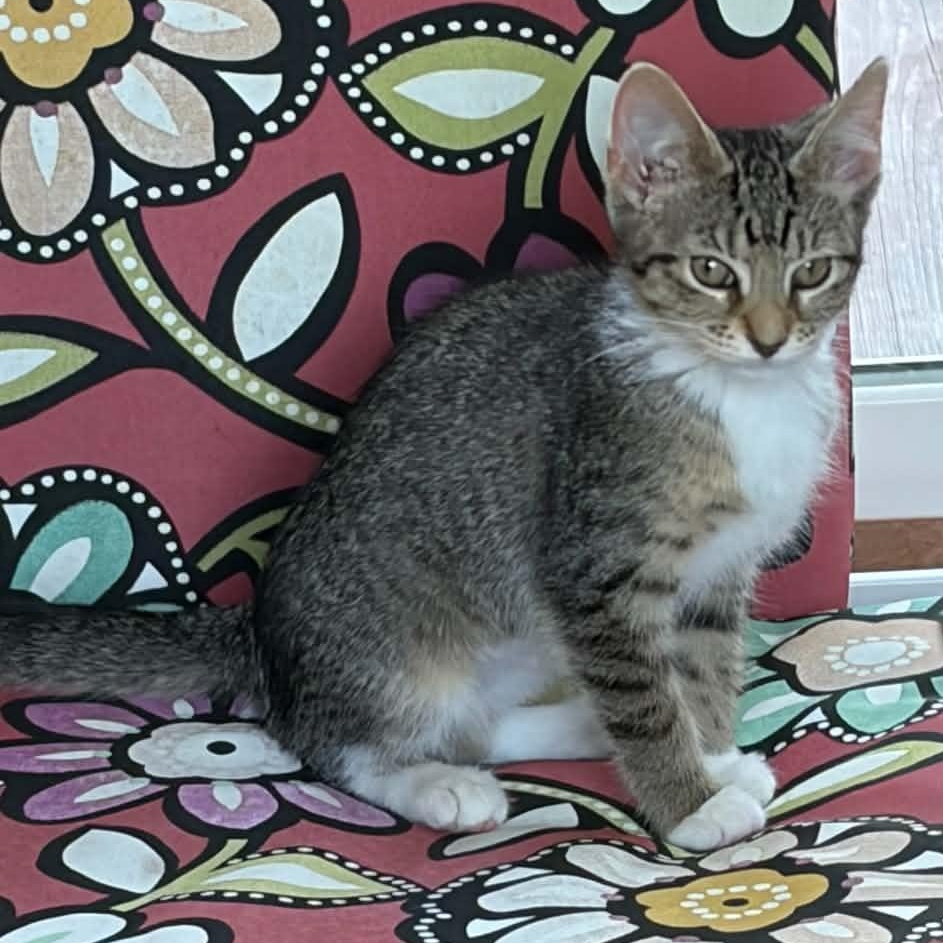 Moxie, a Adoptable Tabby in Kentwood, MI image 4/6