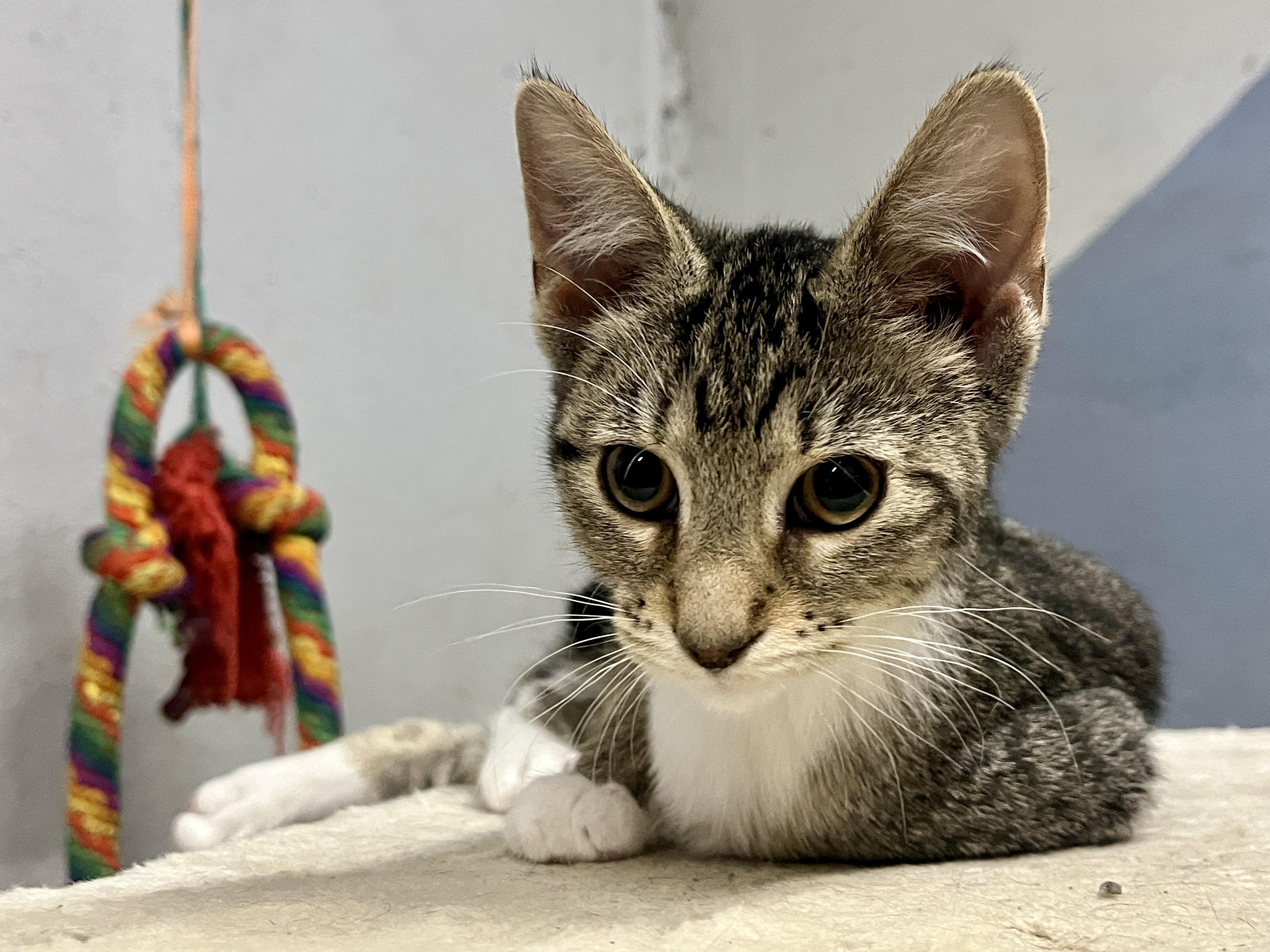 Enlarge Moxie, a Adoptable Tabby in Kentwood, MI image 5/6