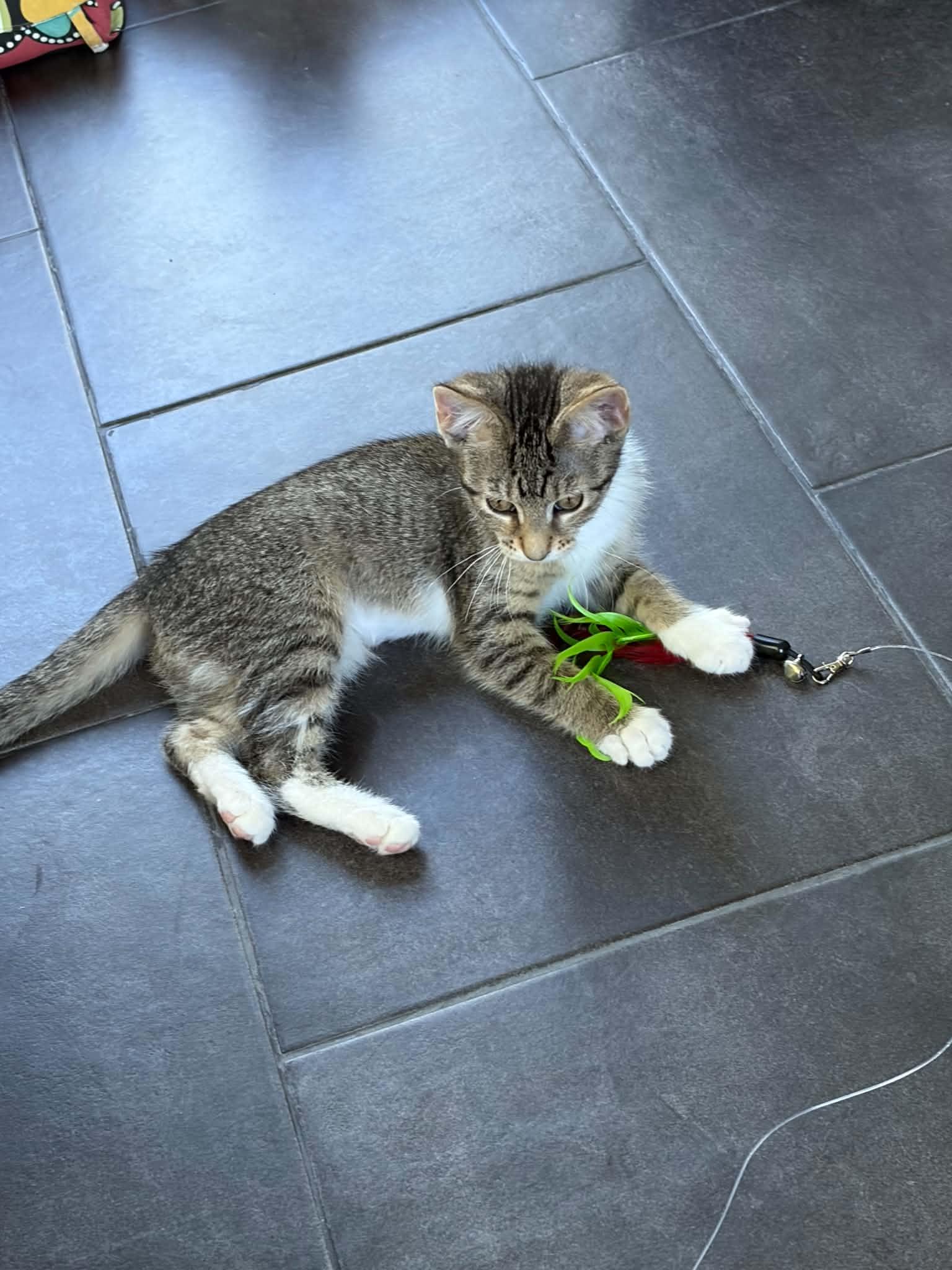 Moxie, a Adoptable Tabby in Kentwood, MI image 5/6