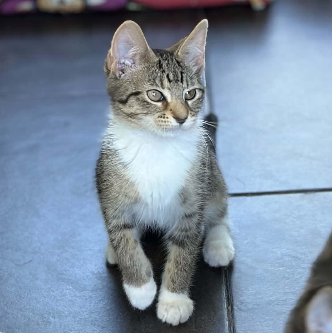 Moxie, a Adoptable Tabby in Kentwood, MI image 1/6