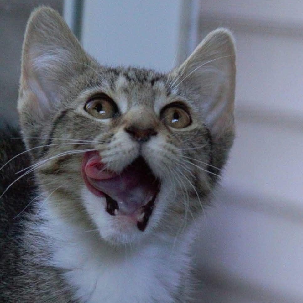 Moxie, a Adoptable Tabby in Kentwood, MI image 6/6