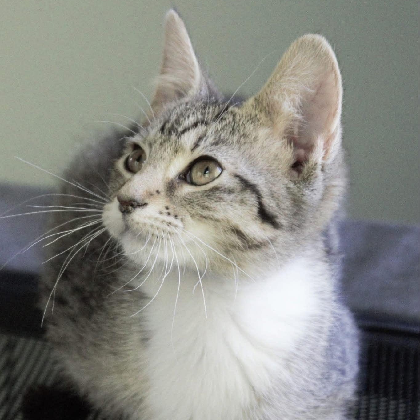 Moxie, a Adoptable Tabby in Kentwood, MI image 3/6