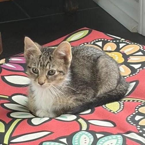Moxie, a Adoptable Tabby in Kentwood, MI image 2/3