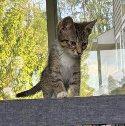 Moxie, a Adoptable Tabby in Kentwood, MI image 3/3