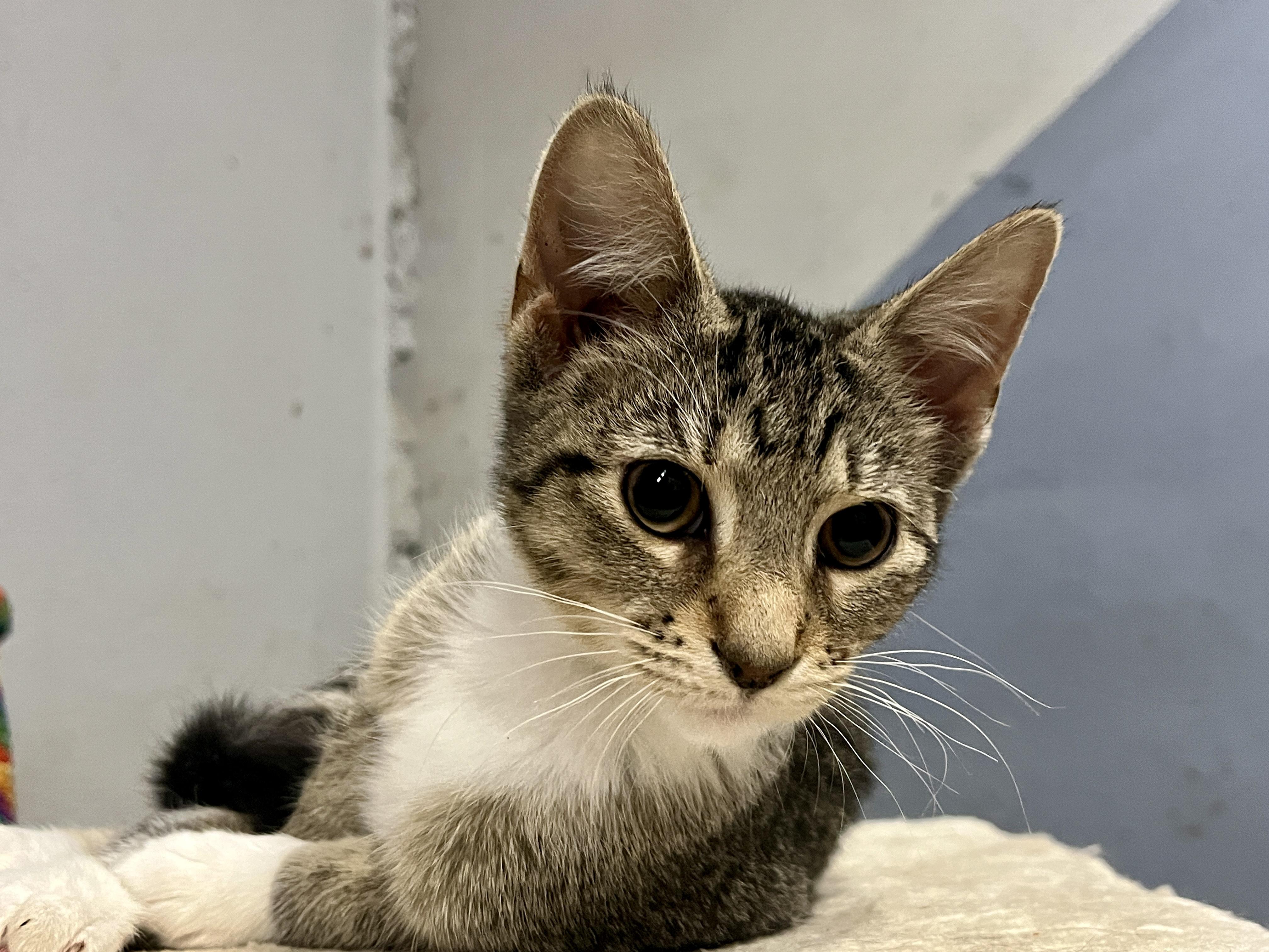 Enlarge Moxie, a Adoptable Tabby in Kentwood, MI image 4/6