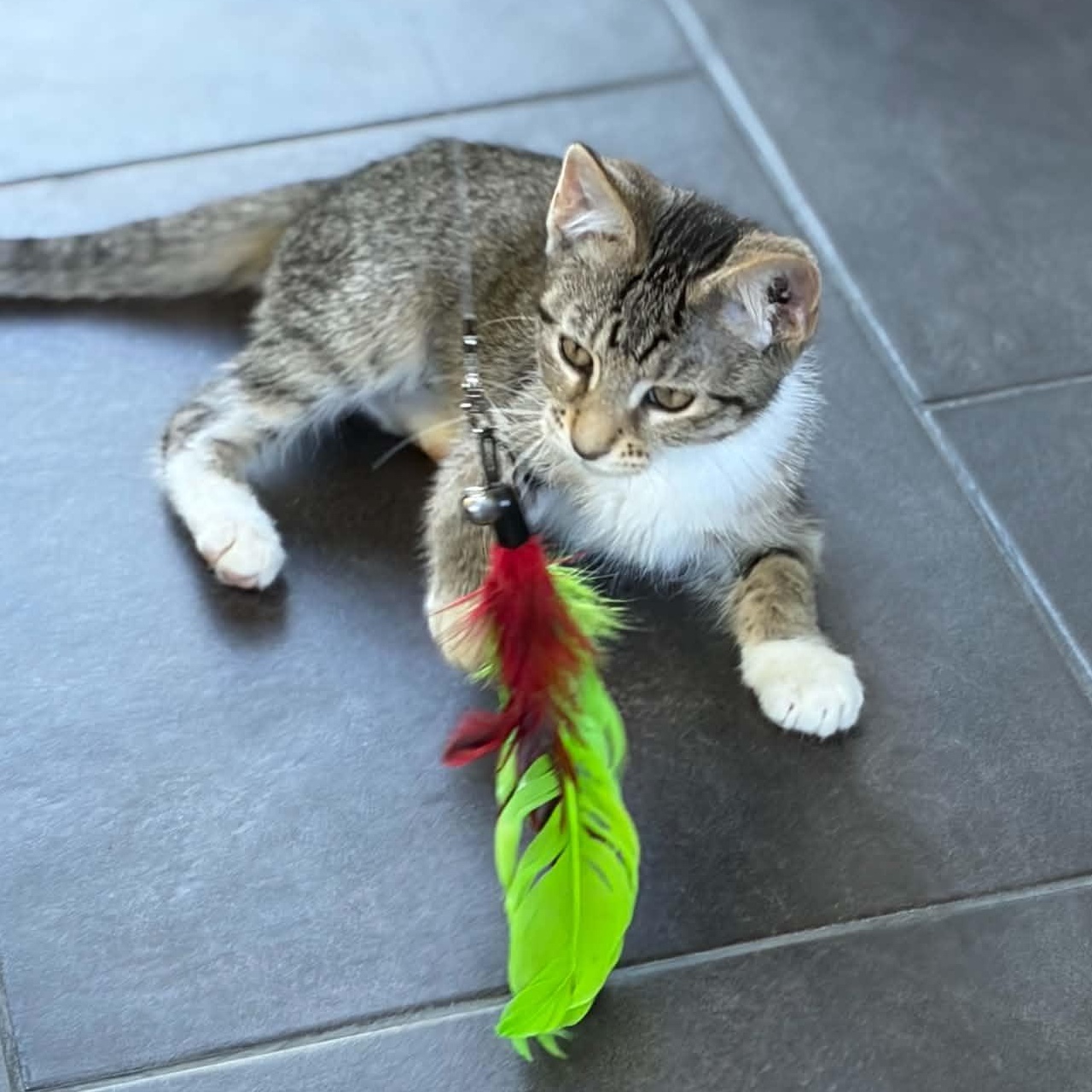 Moxie, a Adoptable Tabby in Kentwood, MI image 2/6