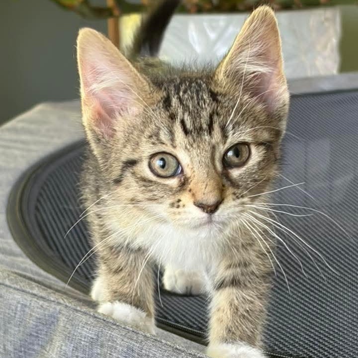Moxie, a Adoptable Tabby in Kentwood, MI image 1/3