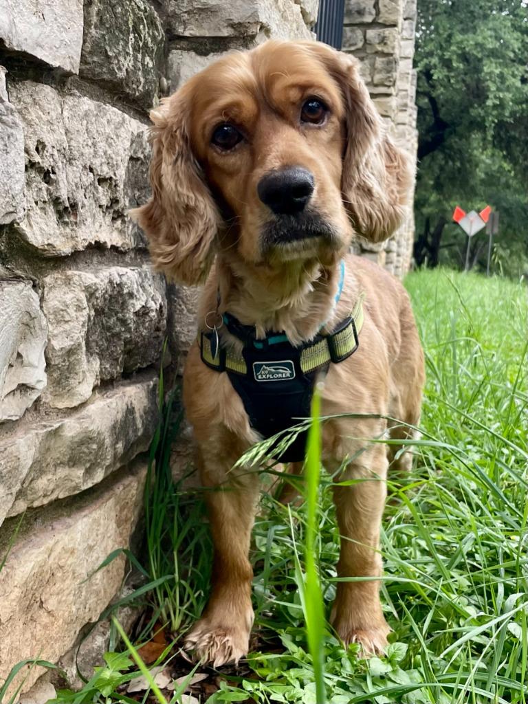 Poky, a Adoptable Cocker Spaniel in Austin, TX image 1/6