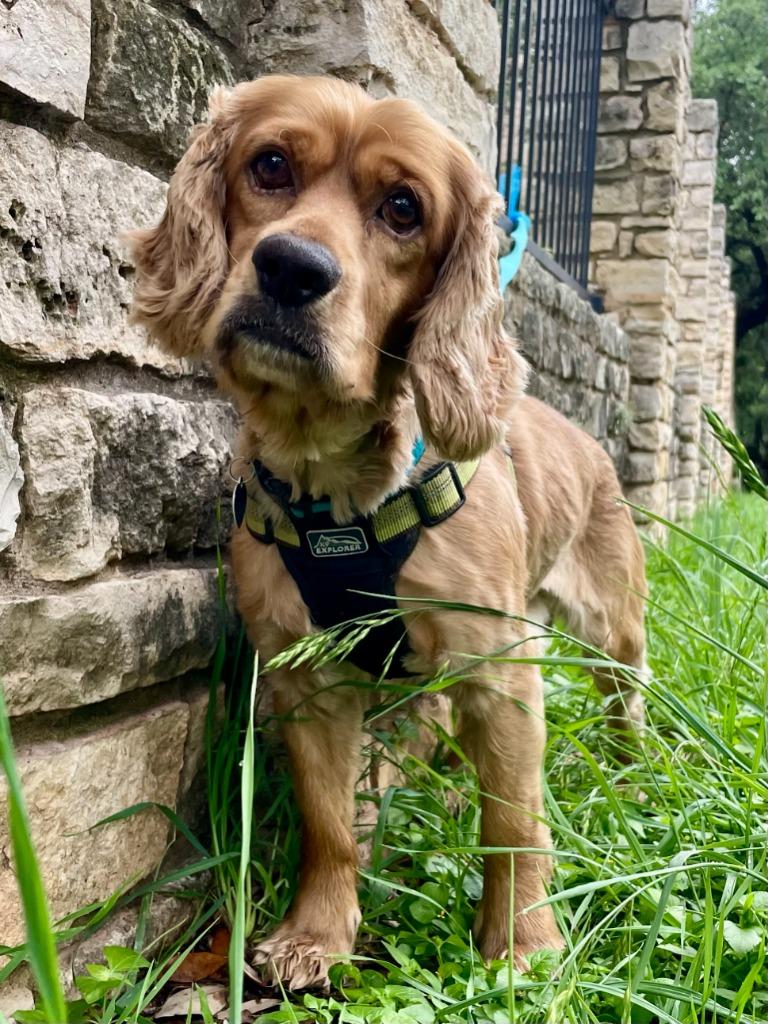 Poky, a Adoptable Cocker Spaniel in Austin, TX image 2/6