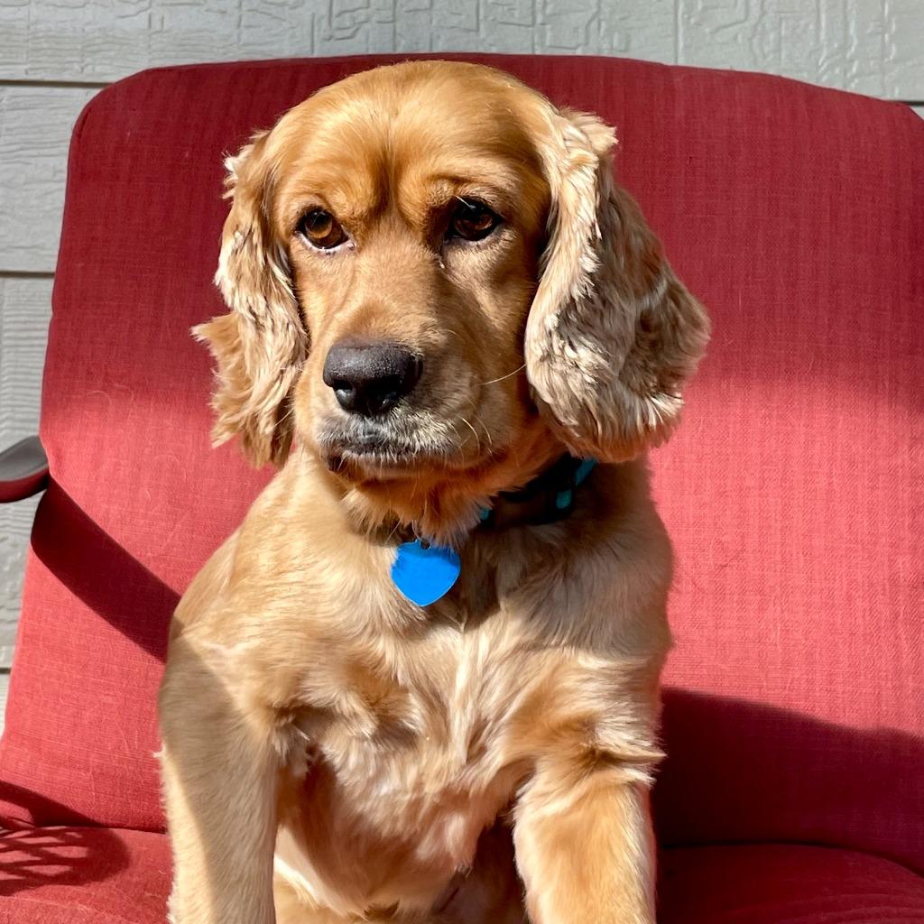 Poky, a Adoptable Cocker Spaniel in Austin, TX image 3/6