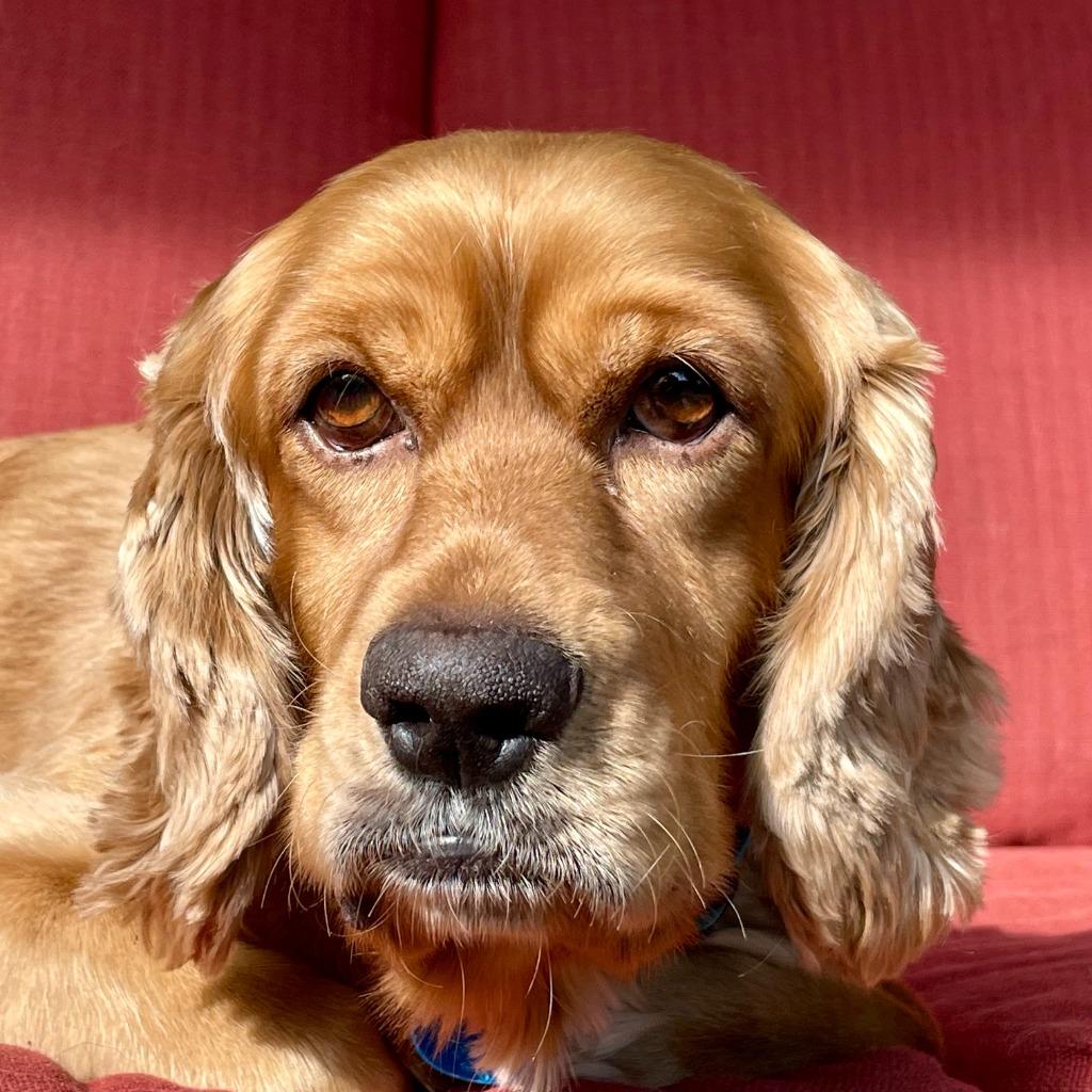 Poky, a Adoptable Cocker Spaniel in Austin, TX image 4/6