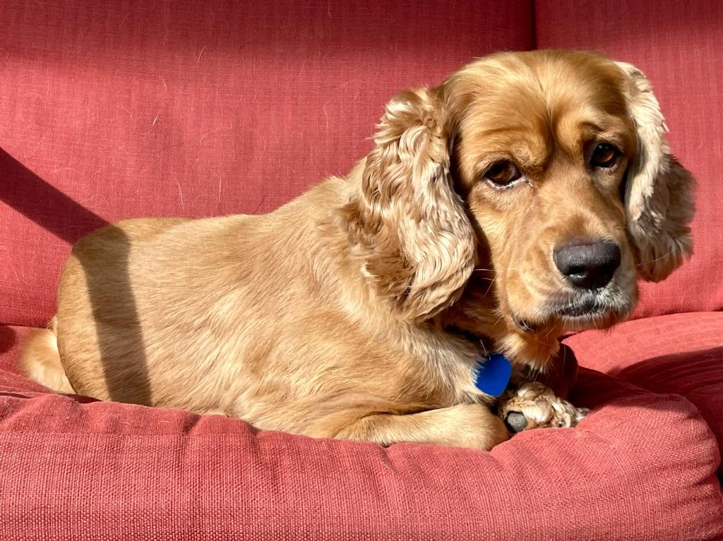 Poky, a Adoptable Cocker Spaniel in Austin, TX image 5/6