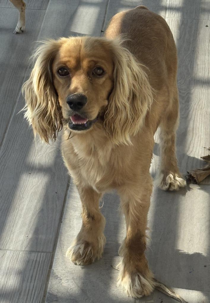 Poky, Adoptable, Young Male Cocker Spaniel.