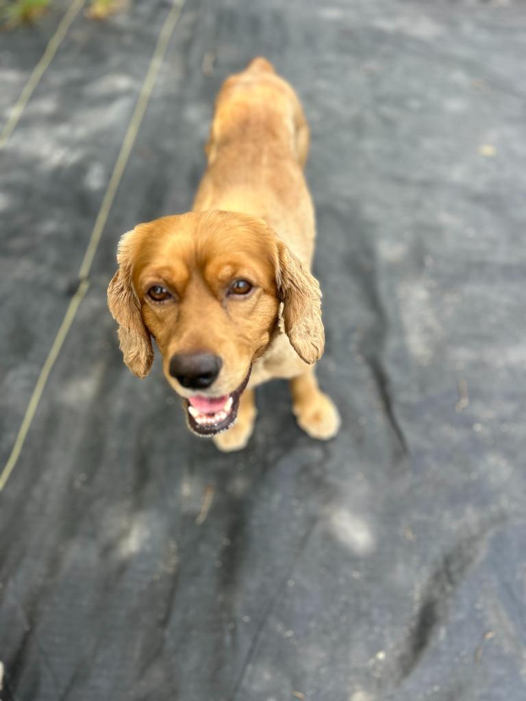 Enlarge Poky, a Adoptable Cocker Spaniel in Austin, TX image 2/4