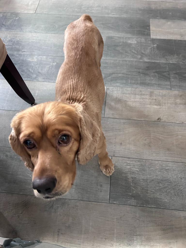 Enlarge Poky, a Adoptable Cocker Spaniel in Austin, TX image 3/4