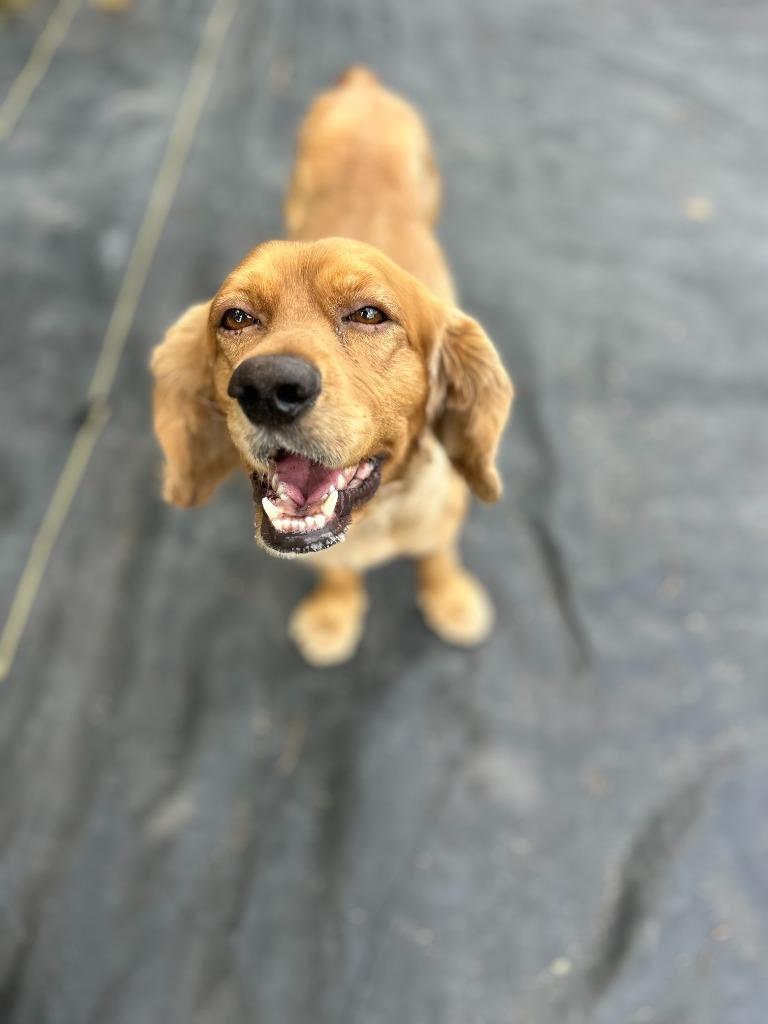Enlarge Poky, a Adoptable Cocker Spaniel in Austin, TX image 4/4