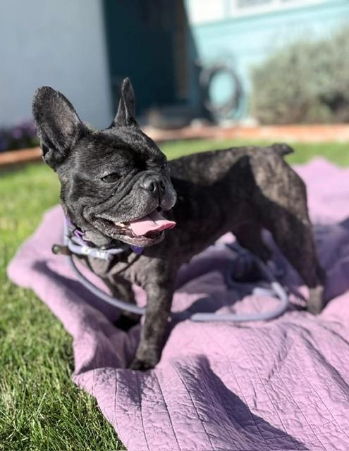 Enlarge Buttons, a ADOPTABLE French Bulldog in rio vista, CA image 1/5