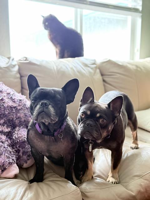 Buttons, a ADOPTABLE French Bulldog in rio vista, CA image 3/6