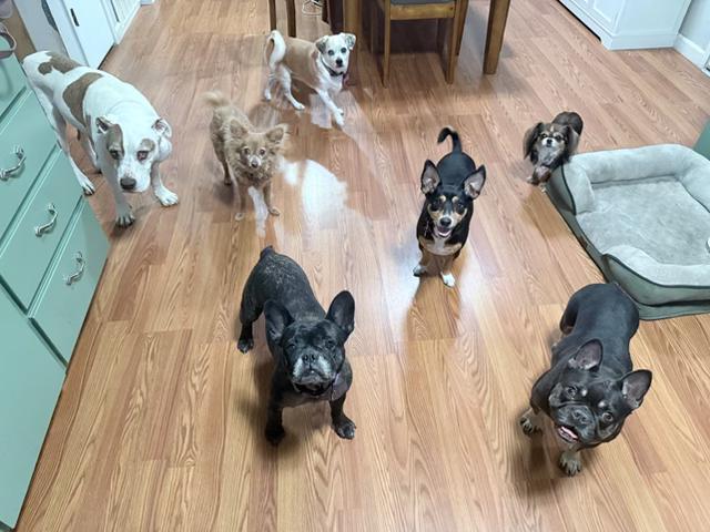 Buttons, a ADOPTABLE French Bulldog in rio vista, CA image 4/6