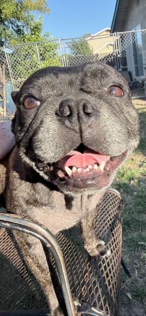 Buttons, ADOPTABLE, Adult Female French Bulldog.