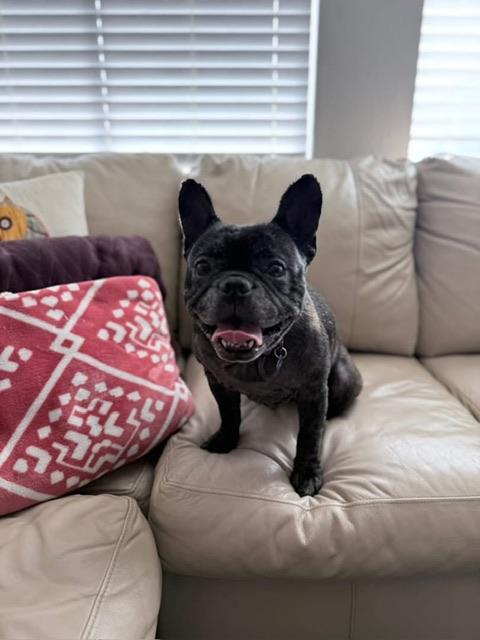 Enlarge Buttons, a ADOPTABLE French Bulldog in rio vista, CA image 5/5