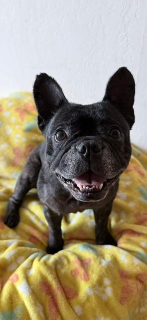 Enlarge Buttons, a ADOPTABLE French Bulldog in rio vista, CA image 4/5