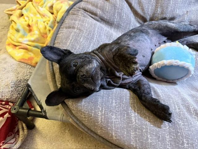 Enlarge Buttons, a ADOPTABLE French Bulldog in rio vista, CA image 3/5