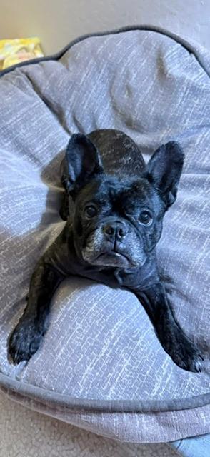 Enlarge Buttons, a ADOPTABLE French Bulldog in rio vista, CA image 2/5