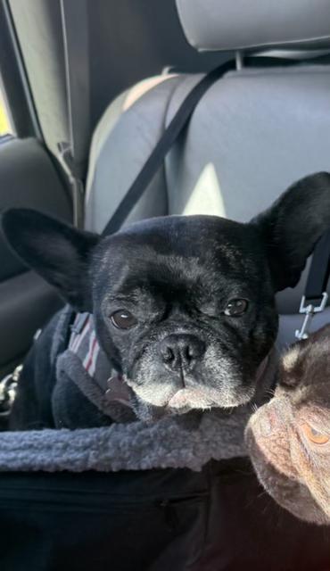Buttons, a ADOPTABLE French Bulldog in rio vista, CA image 6/6