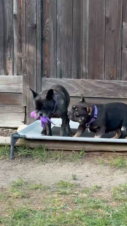 Enlarge Buttons, a ADOPTABLE French Bulldog in rio vista, CA video 5/6