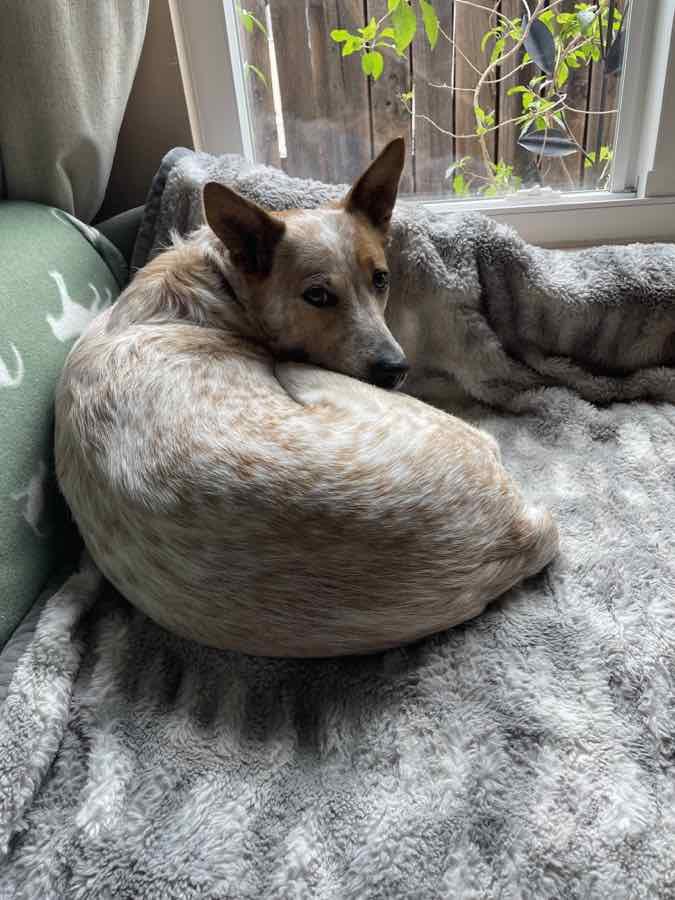 Shakira, Adoptable, Adult Female Cattle Dog.