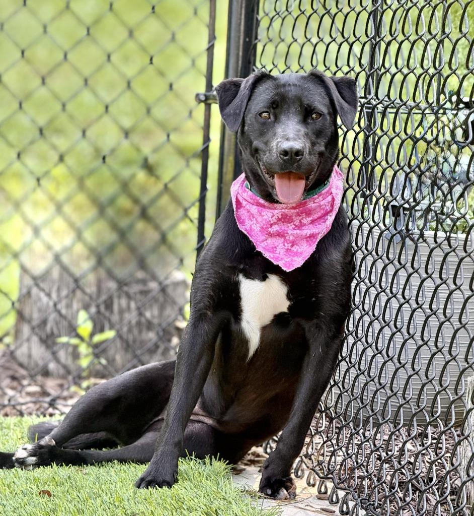 Midge, Adoptable, Young Female Labrador Retriever & Mixed Breed.