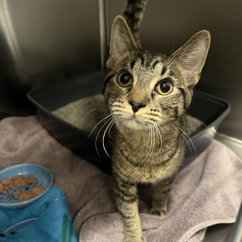 Paris (bonded w/ Nicki), a Adoptable Domestic Short Hair in Hinsdale, IL image 2/6