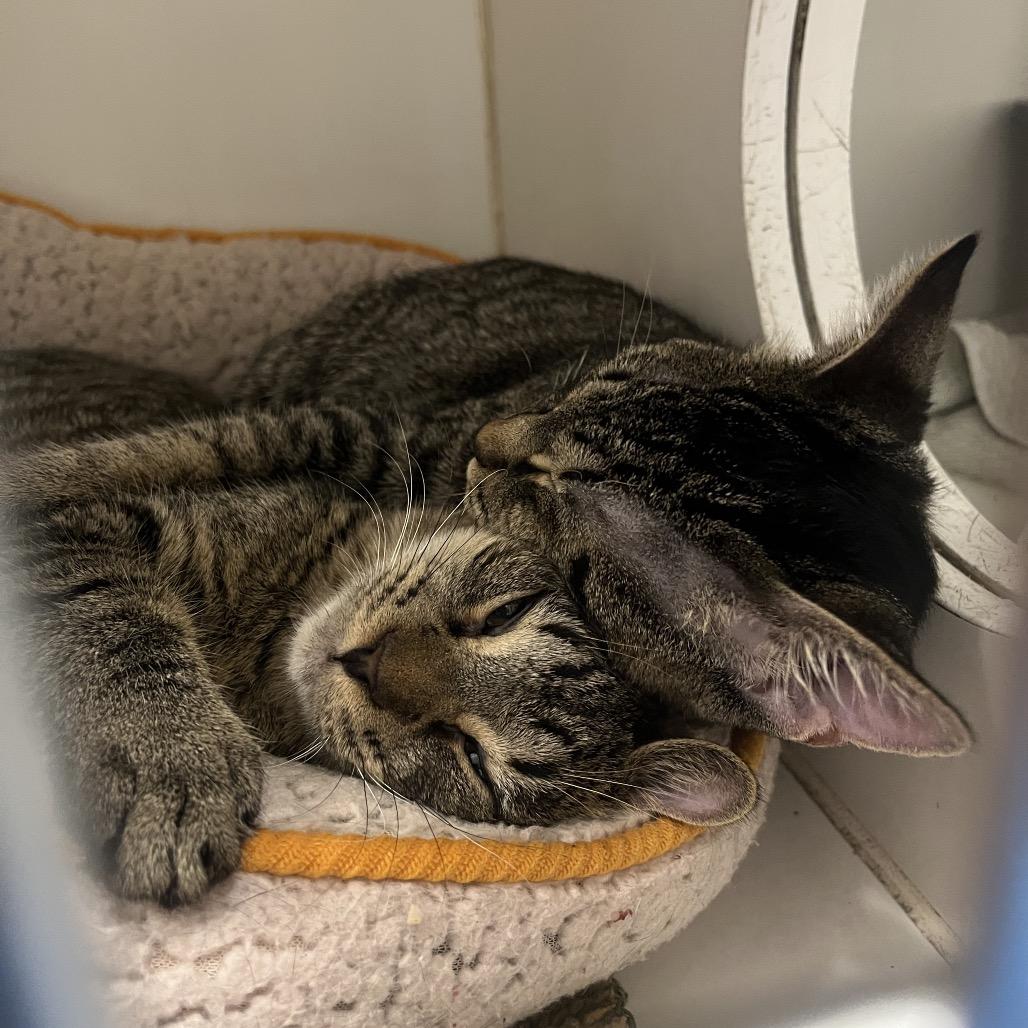 Paris (bonded w/ Nicki), a Adoptable Domestic Short Hair in Hinsdale, IL image 3/6