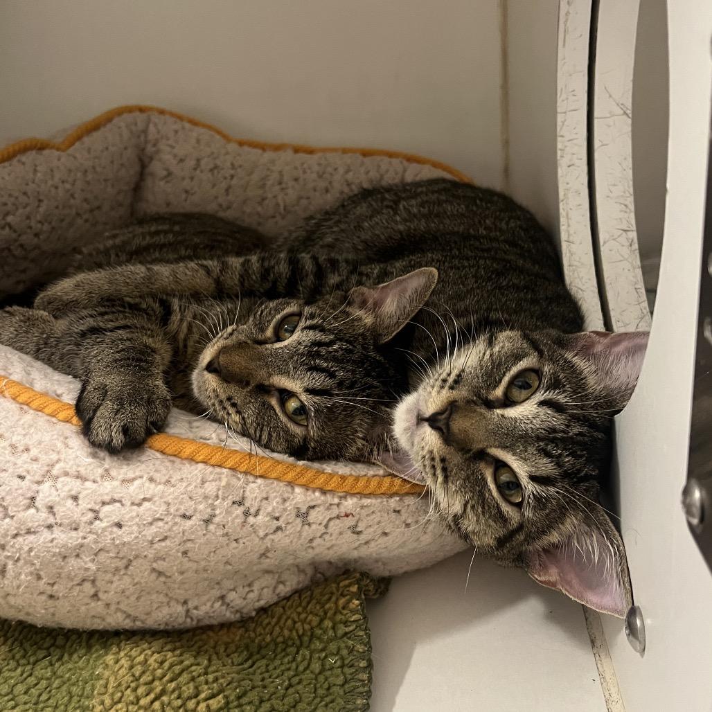 Paris (bonded w/ Nicki), a Adoptable Domestic Short Hair in Hinsdale, IL image 4/6
