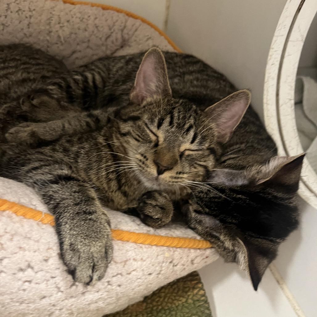 Paris (bonded w/ Nicki), a Adoptable Domestic Short Hair in Hinsdale, IL image 5/6